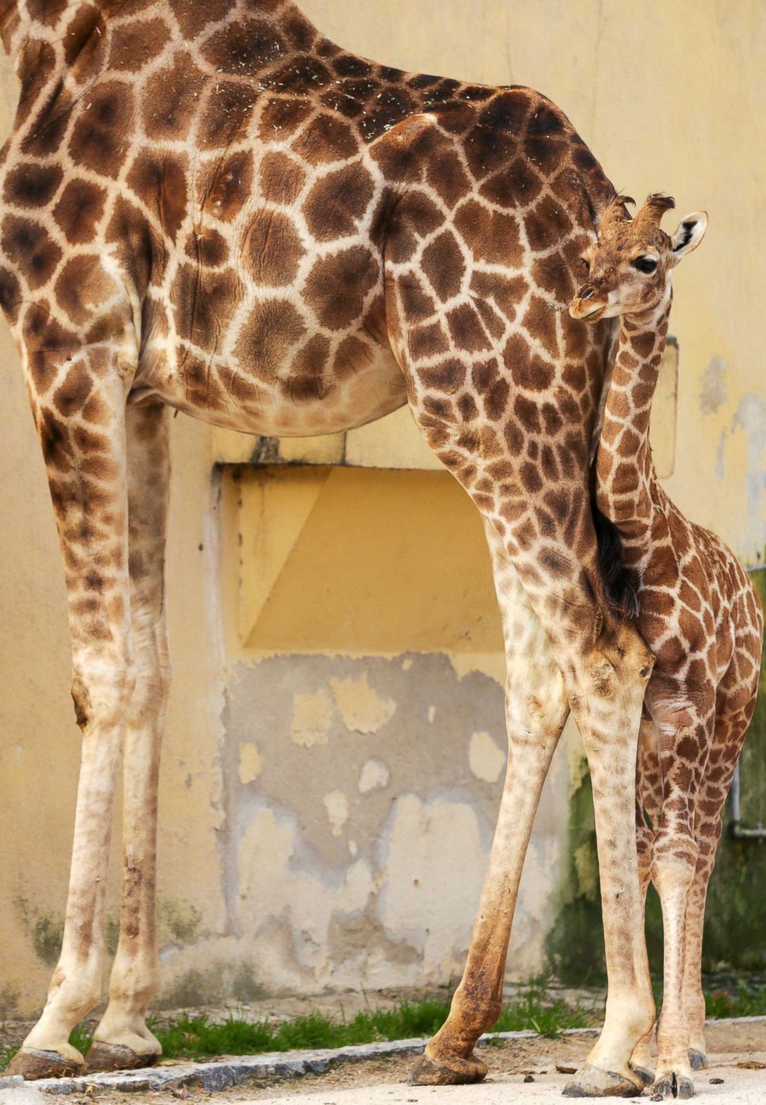 Giraffes cozy up at the zoo