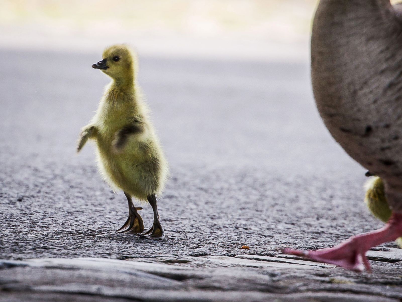 A baby Canada goose stands on its tippy toes 