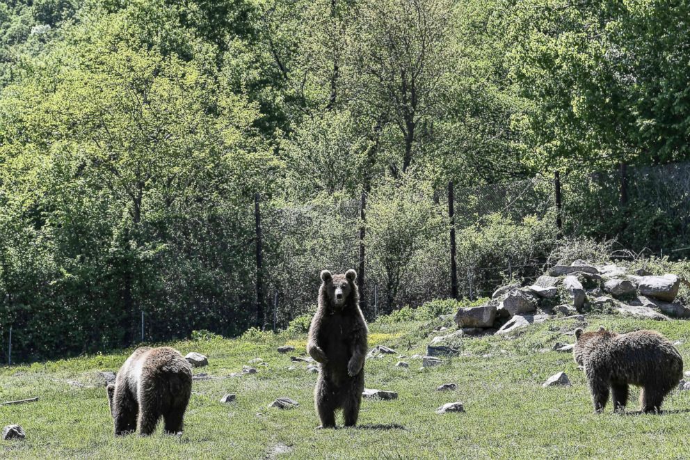 PHOTO: A bear stands at the Arcturos sanctuary in Nymfaio on the slopes of Mount Vitsi, northwest of Athens,  April 23, 2018.