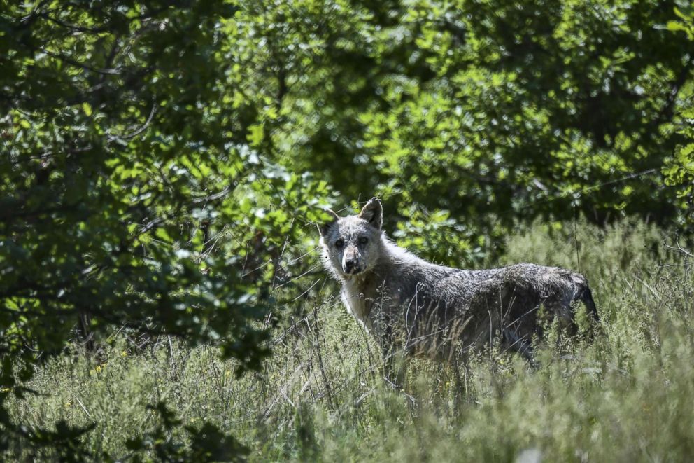 PHOTO: A wolf is seen at the Arcturos sanctuary in Nymfaio on the slopes of Mount Vitsi northwest of Athens, April 23, 2018.