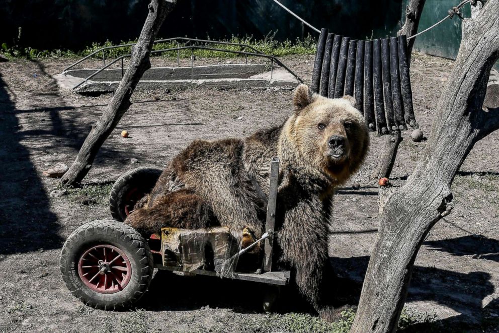 PHOTO: A three-year-old paralyzed bear called Usko is seen at the Arcturos sanctuary in Nymfaio on the slopes of Mount Vitsi, northwest of Athens, April 23, 2018.