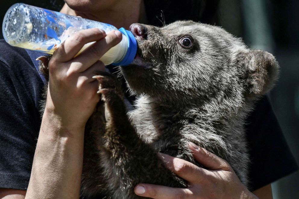 PHOTO: Melina Avgerinou feeds a bear cub called Luigi in the Arcturos sanctuary at Nymfaio on the slopes of Mount Vitsi, northwest of Athens, April 23, 2018.
