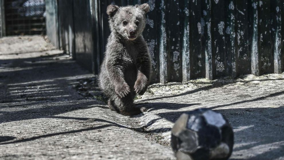A bear cub named Luigi stands in the Arcturos sanctuary at Nymfaio on the slopes of Mount Vitsi, northwest of Athens, April 23, 2018.