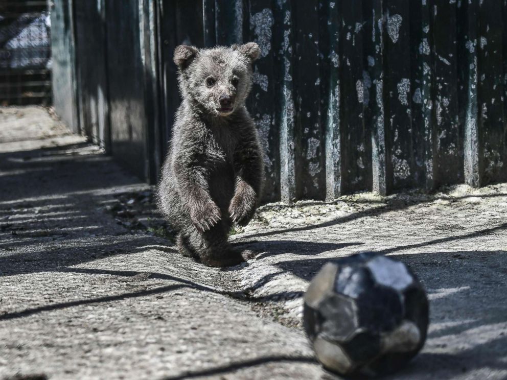 PHOTO: A bear cub named Luigi stands in the Arcturos sanctuary at Nymfaio on the slopes of Mount Vitsi, northwest of Athens, April 23, 2018.