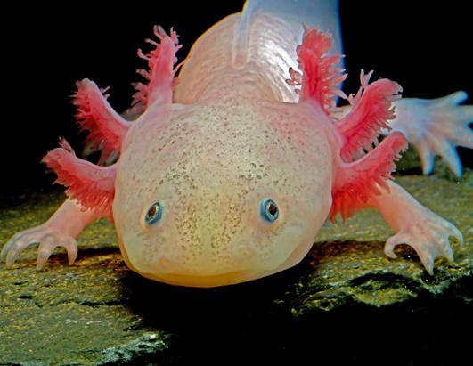 Blobfish declared worlds ugliest animal - CNN.com