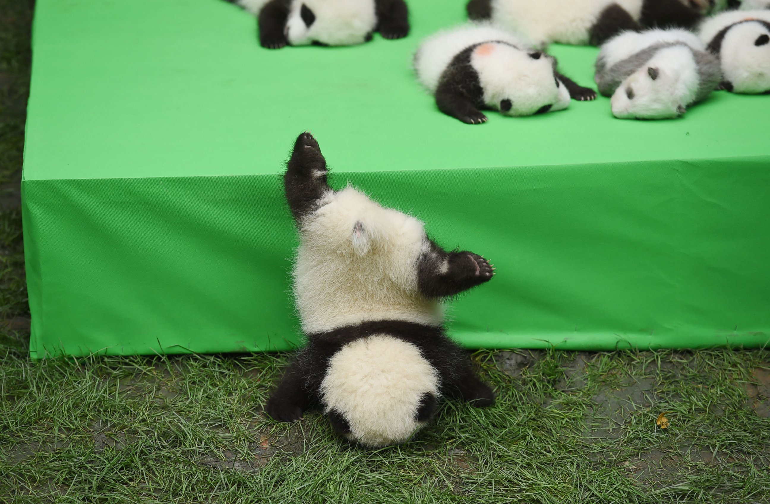 PHOTO: The 23 giant panda cubs born in 2016 at the Chengdu Research Base of Giant Panda Breeding make their debut to the public on Sept. 29, 2016 in Chengdu, China.