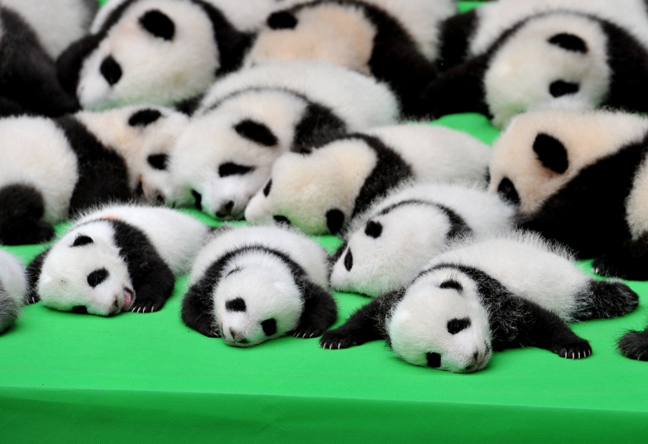 PHOTO: The 23 giant panda cubs born in 2016 at the Chengdu Research Base of Giant Panda Breeding make their debut to the public on Sept. 29, 2016 in Chengdu, China.