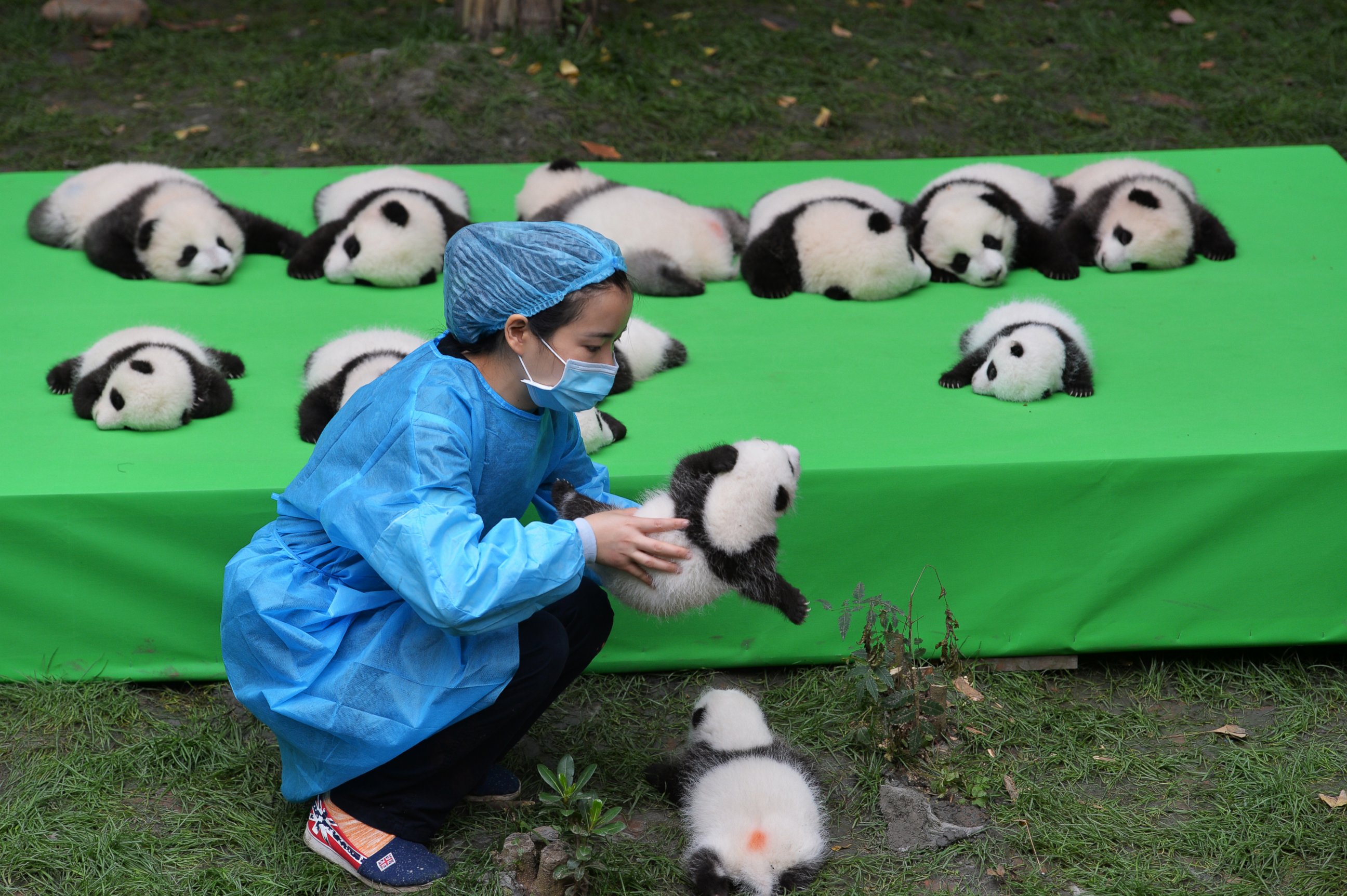 PHOTO: The 23 giant panda cubs born in 2016 at the Chengdu Research Base of Giant Panda Breeding make their debut to the public on Sept. 29, 2016 in Chengdu, China.