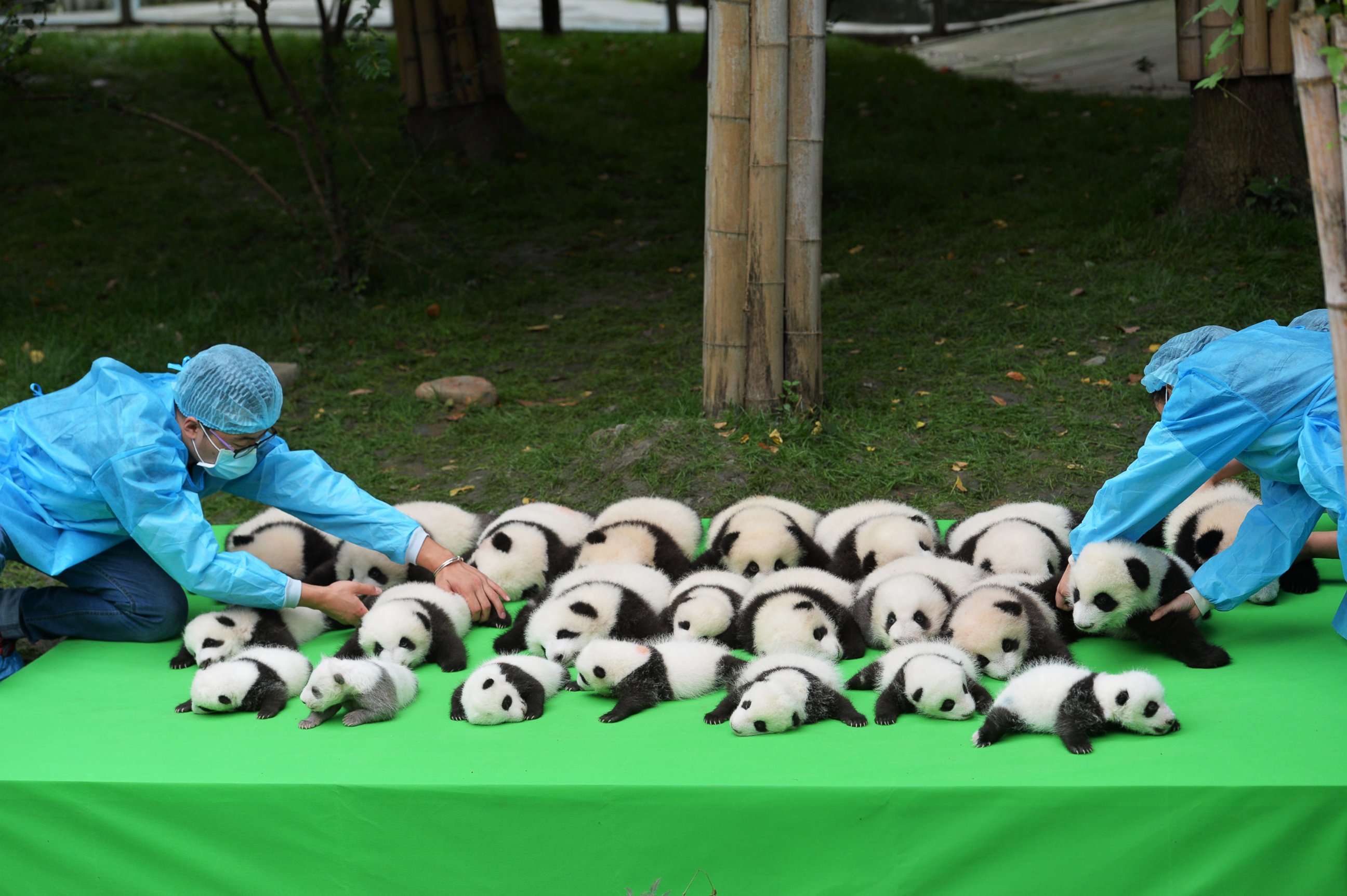 PHOTO: The 23 giant panda cubs born in 2016 at the Chengdu Research Base of Giant Panda Breeding make their debut to the public on Sept. 29, 2016 in Chengdu, China.
