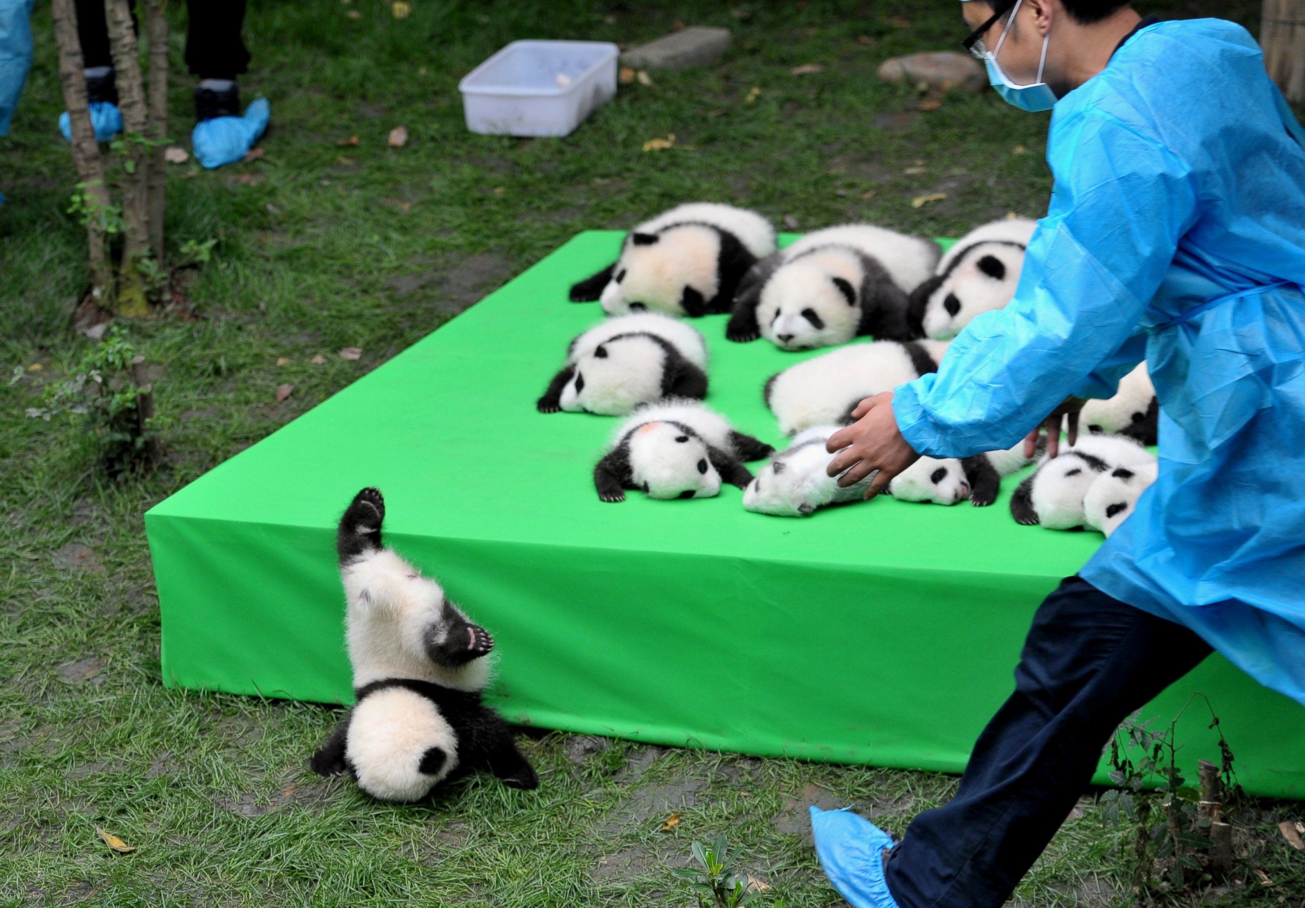 PHOTO: The 23 giant panda cubs born in 2016 at the Chengdu Research Base of Giant Panda Breeding make their debut to the public on Sept. 29, 2016 in Chengdu, China.