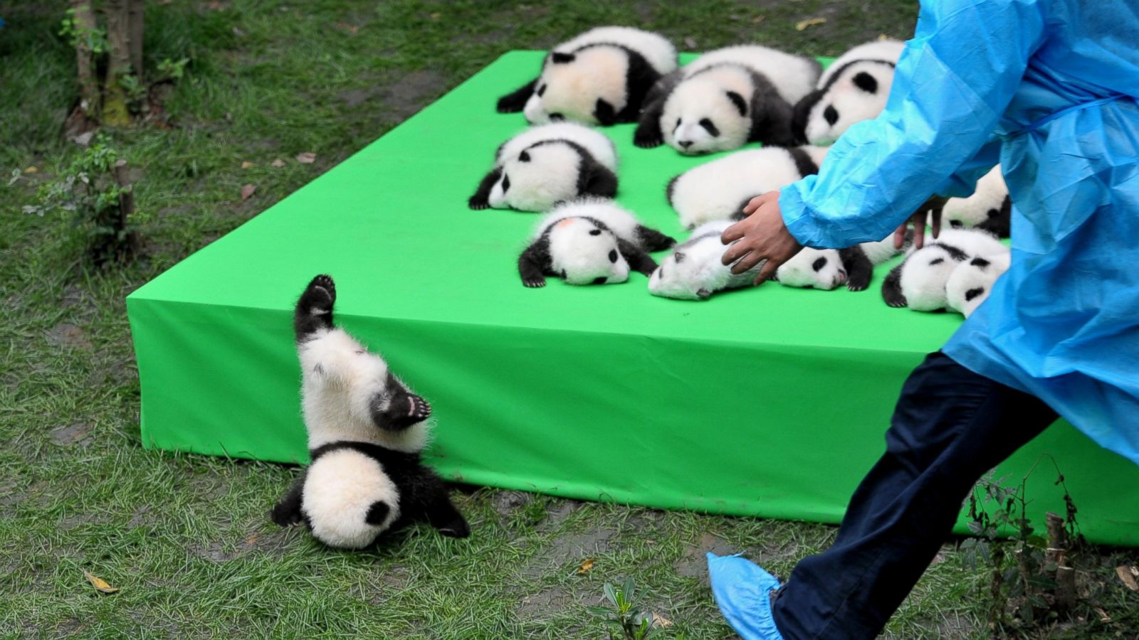 Silly Baby Panda Falls Flat on Its Face During Public Debut of 23 Giant  Panda Cubs in China - ABC News