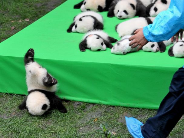 Silly Baby Panda Falls Flat on Its Face During Public Debut of 23 Giant  Panda Cubs in China - ABC News