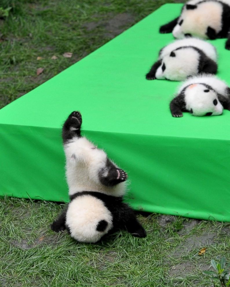 Silly Baby Panda Falls Flat on Its Face During Public Debut of 23 ...