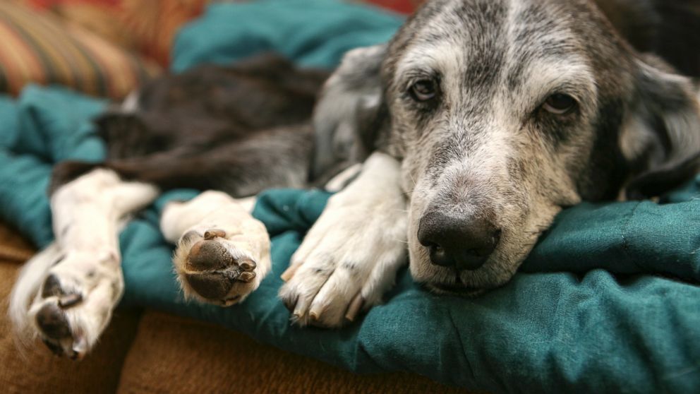 PHOTO: Into the Sunset pet hospice specializes in end-of-life care for your animal.
