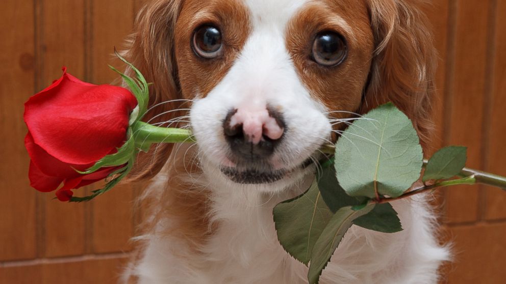 Cats and dogs across the country are waiting to cuddle with you on Valentine's Day.