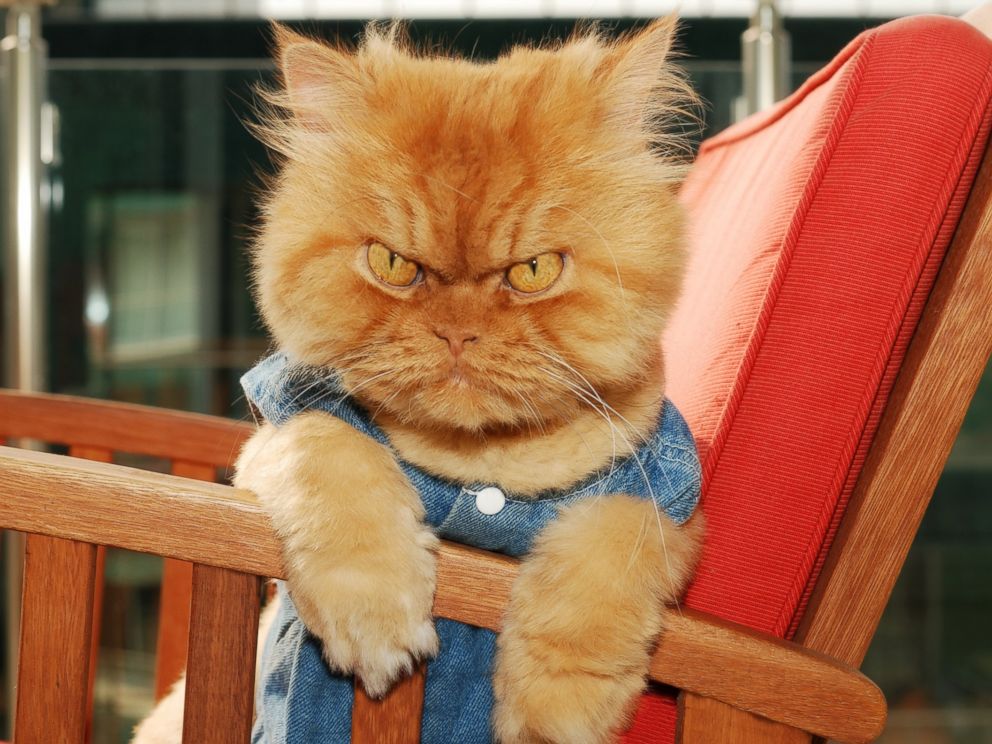PHOTO: Garfi relaxes on a chair.