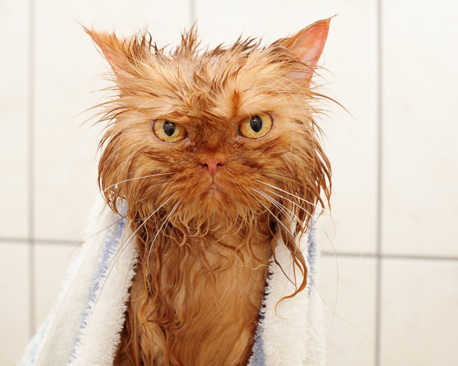 Кот после купания. Мокрая кошка. Взъерошенный кот. Облезлый рыжий кот. Смешной кот.