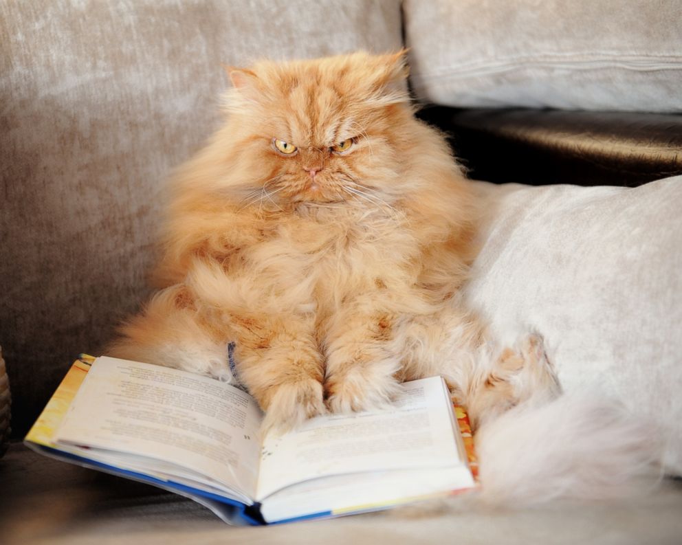 Garfi-Fluffy Persian Cat Looking Angry