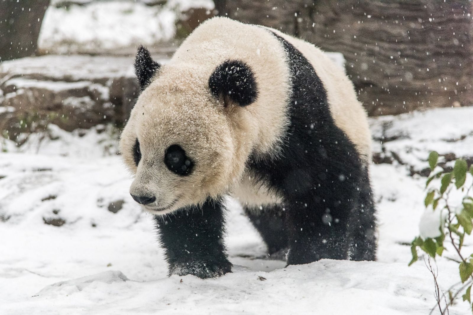 Giant Pandas Play In The Snow ABC News Giant Pandas Play In The Snow ABC News