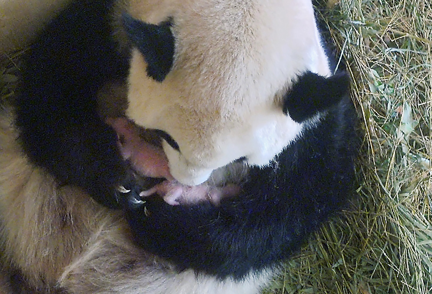 PHOTO: A frame from a video camera of panda mother Yang Yang holding her twins at the Tiergarten Schoenbrunn zoo in Vienna, Aug. 15,2016.The two baby pandas were born at the zoo on August 7, 2016.