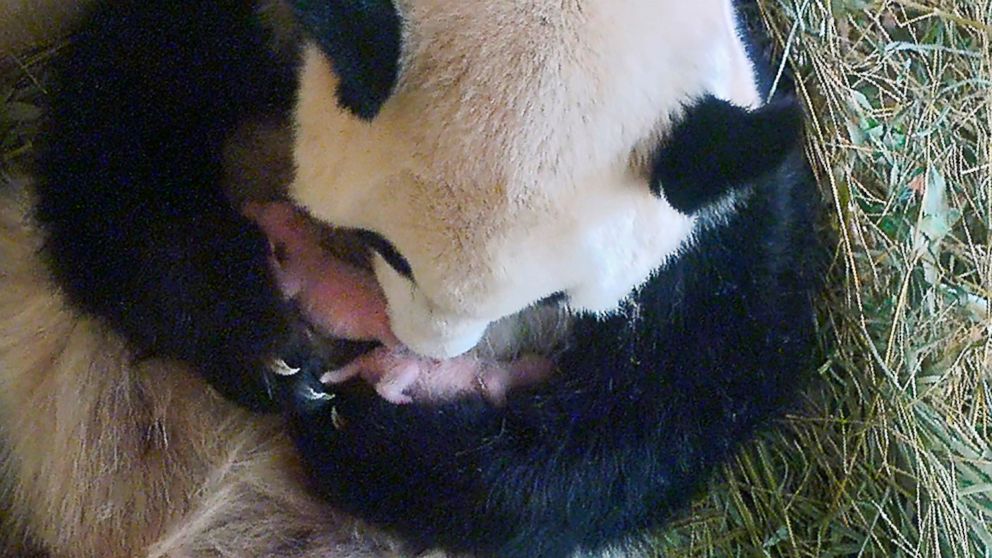 PHOTO: A frame from a video camera of panda mother Yang Yang holding her twins at the Tiergarten Schoenbrunn zoo in Vienna, Aug. 15,2016.The two baby pandas were born at the zoo on August 7, 2016.