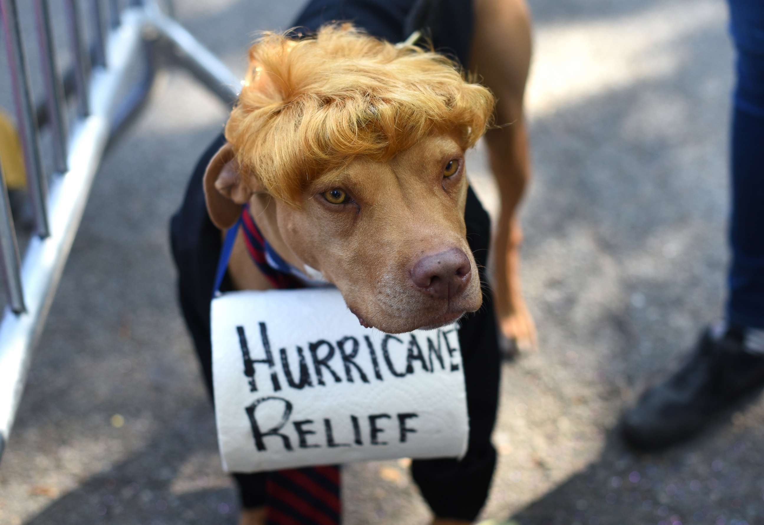PHOTO: A dog dressed as President Donald Trump is seen during the 27th Annual Tompkins Square Halloween Dog Parade in Tompkins Square Park in New York, Oct. 21, 2017. 