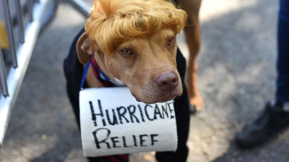 PHOTO: A dog dressed as President Donald Trump is seen during the 27th Annual Tompkins Square Halloween Dog Parade in Tompkins Square Park in New York, Oct. 21, 2017. 