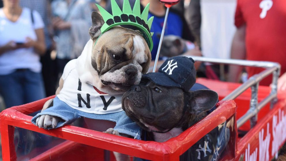 VIDEO: NYC pups strut their stuff at the annual Tompkins Square Halloween Dog parade