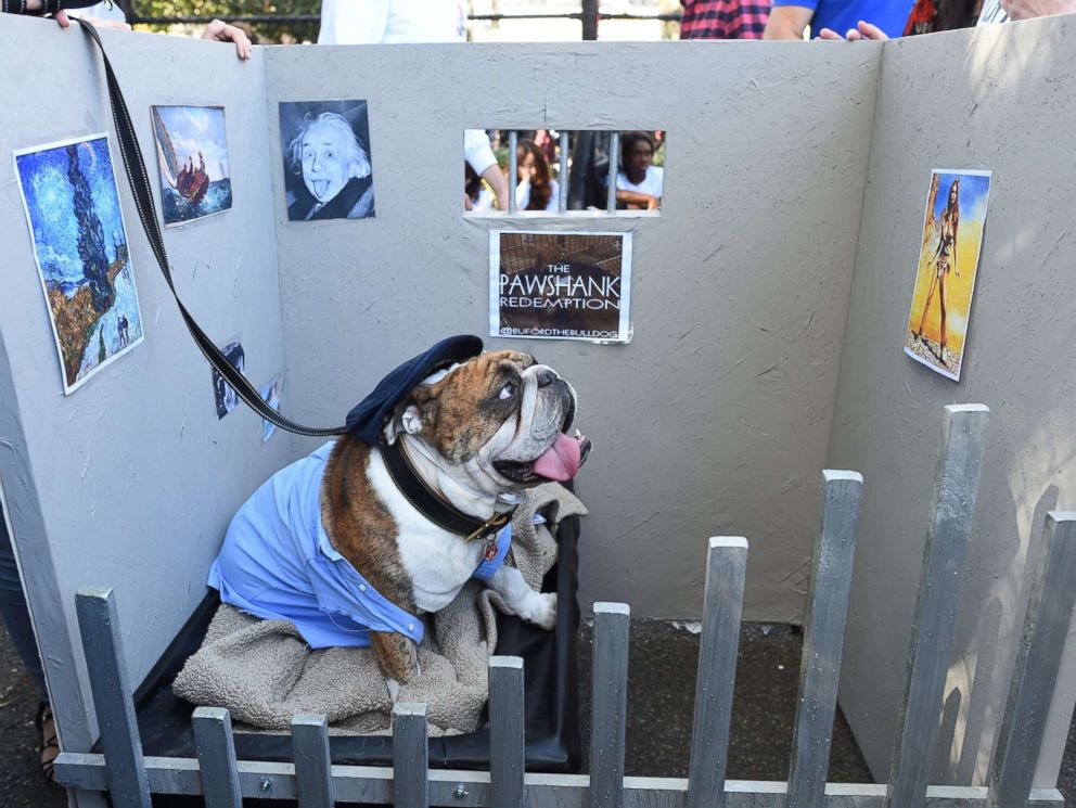 PHOTO: A dog in costume is seen during the 27th Annual Tompkins Square Halloween Dog Parade in Tompkins Square Park in New York, Oct. 21, 2017.