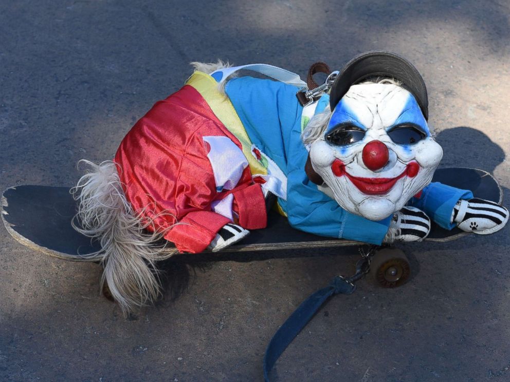 PHOTO: A dog dressed in costume is seen during the 27th Annual Tompkins Square Halloween Dog Parade in Tompkins Square Park in New York, Oct. 21, 2017.