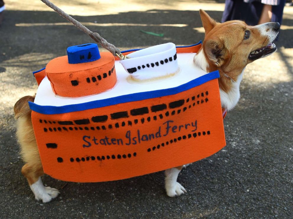 PHOTO: A dog in costume is seen during the 27th Annual Tompkins Square Halloween Dog Parade in Tompkins Square Park in New York, Oct. 21, 2017.