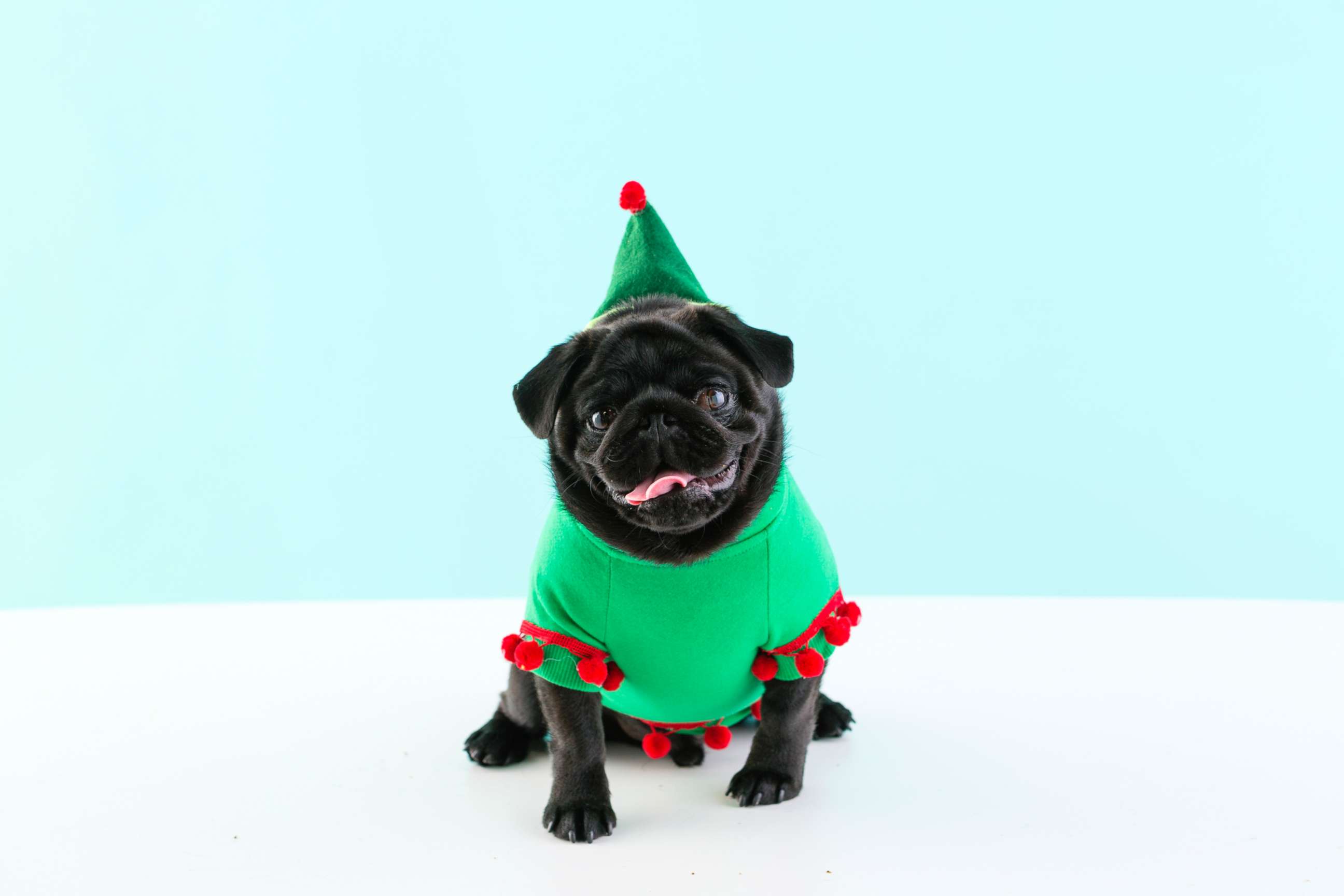 PHOTO: Turn your dog into a little elf with a green sweater decked out in pom-pom trim and felt patches. 