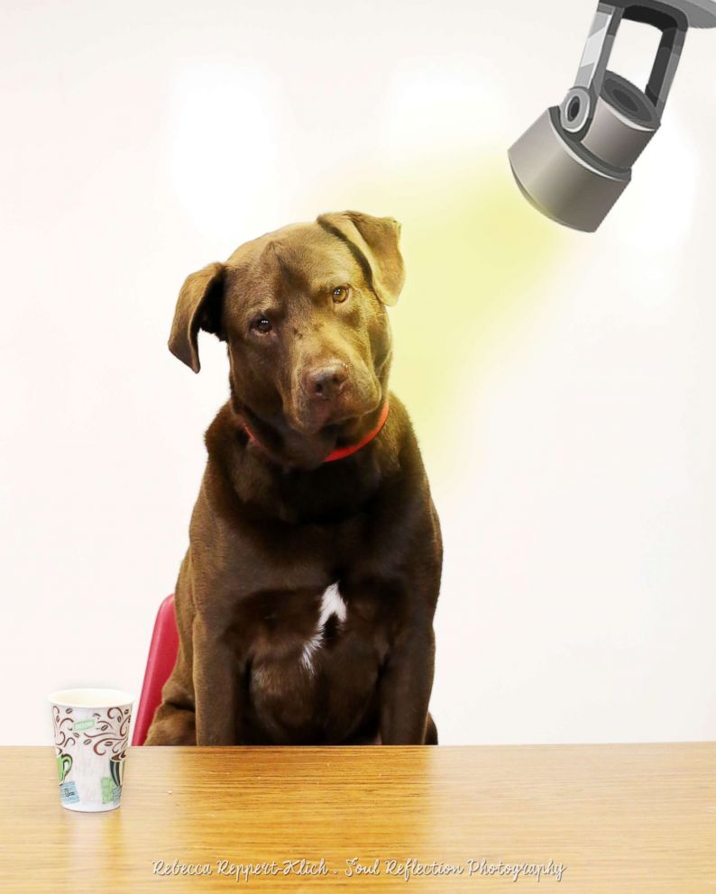 PHOTO: Hank, a 4-year-old chocolate Labrador, was under a hilarious investigation by the Fox Valley Humane Association for beating up his stuffed animal. It was all in an effort to get him adopted.