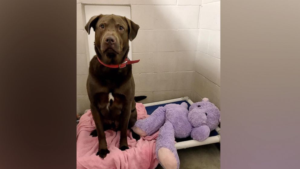 shelter pups stuffed animals