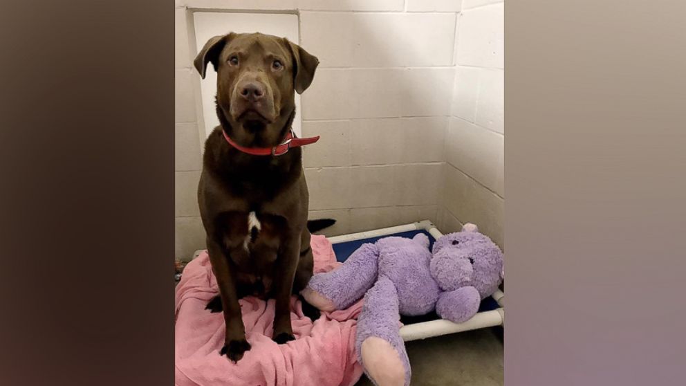 Hank, a 4-year-old chocolate Labrador, was under a hilarious investigation by the Fox Valley Humane Association for beating up his stuffed animal. It was all in an effort to get him adopted.