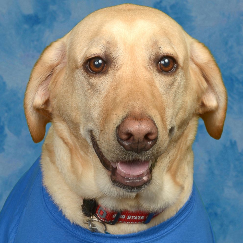 VIDEO: Sweet service dog shines in yearbook photos at elementary school