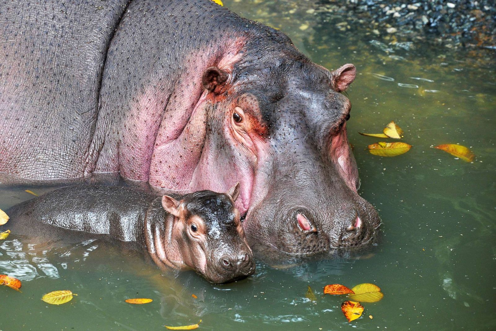 Hippopotamus swims with her baby