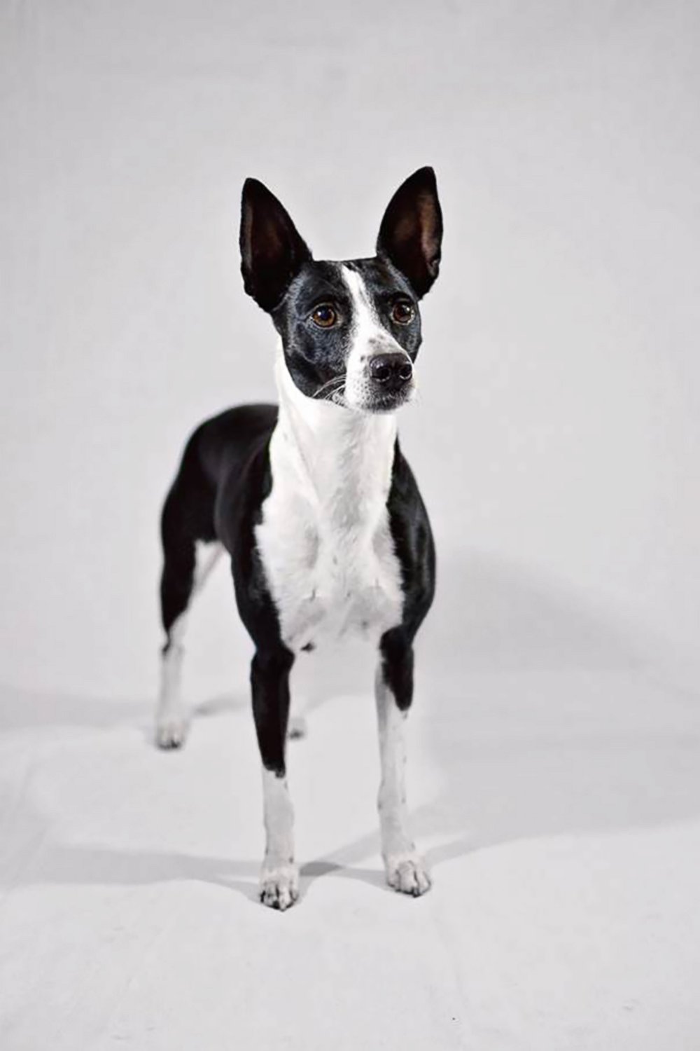 PHOTO: The new Westminster Kennel Club dog show eligible breed the American Hairless Terrier. 
