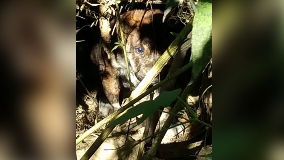 PHOTO: The bachelor party attendees found this puppy, along with 6 others, in a hole dug in the woods. 