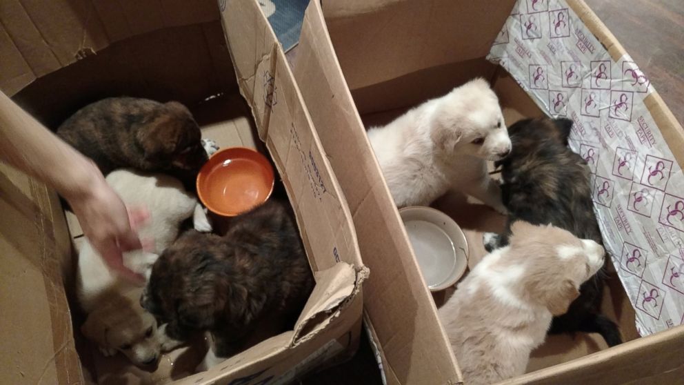PHOTO: The 7 puppies that were found during the bachelor party now all have homes in Vicksburg, Michigan.