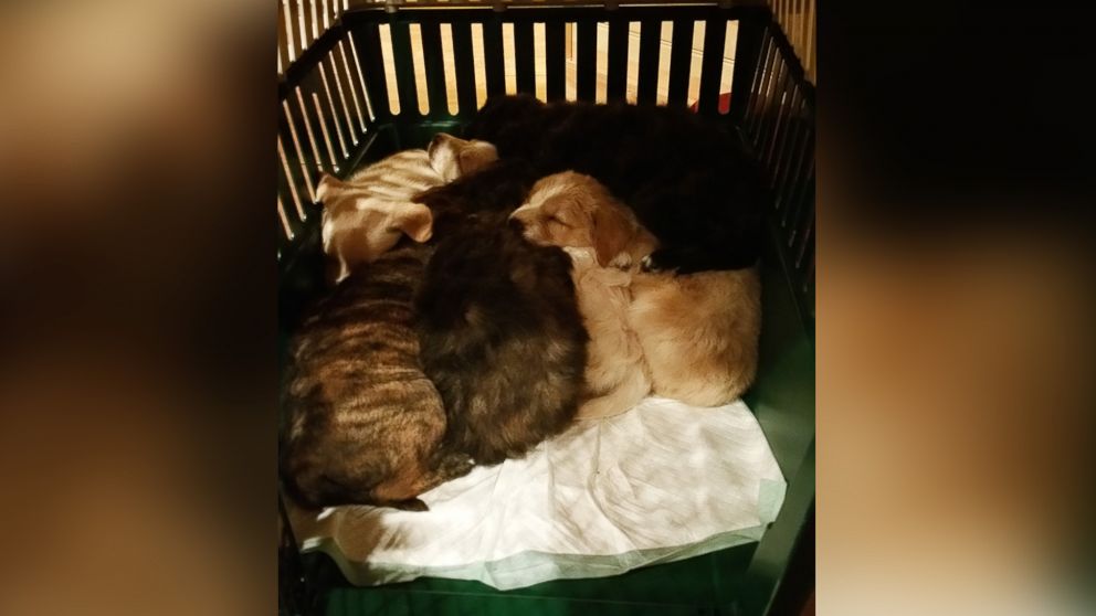 PHOTO: The pups were in healthy condition when the men found them. "Every single one had a big fat belly on them," said Craddock, the groom. 