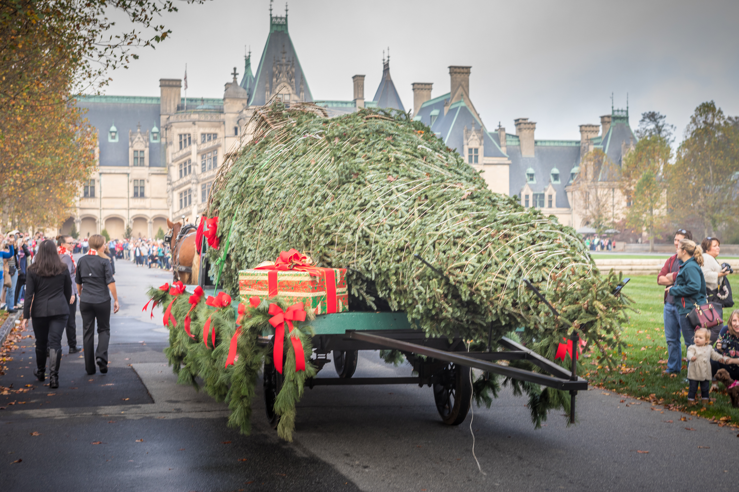 PHOTO: A 35-foot tall Fraser fir tree makes its way up the Biltmore Estate’s long driveway, courtesy of a horse-drawn carriage, signaling the start of the Christmas season.