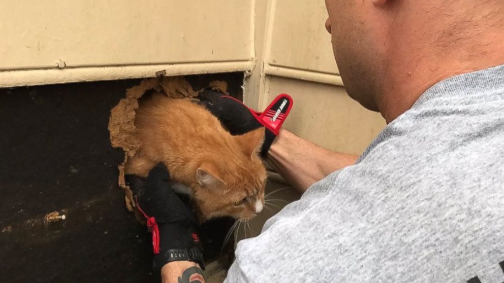 PHOTO: Crystal the cat was rescued from his family's chimney after being stuck for an hour.