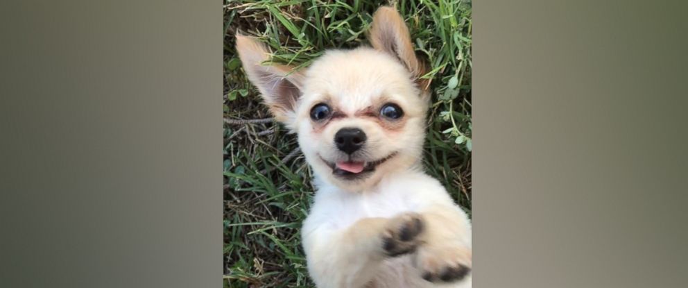 Puppy Left At Las Vegas Airport Looking For A New Home - Abc News