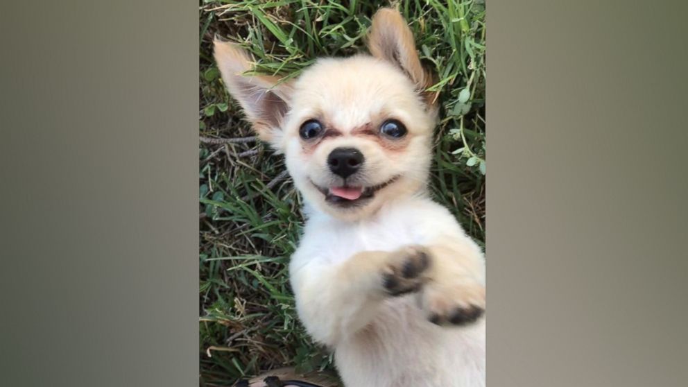 Puppy left at Las Vegas airport looking for a new home - ABC News