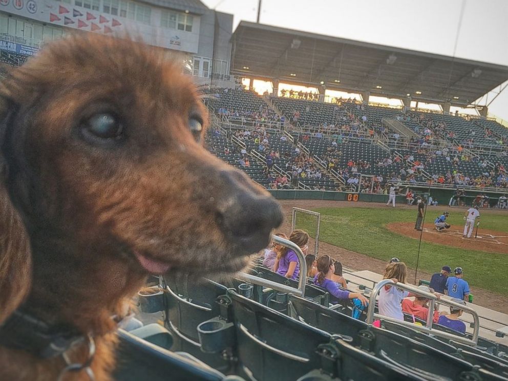PHOTO: Morgan, the 18-year-old the rescue dog, is living out the rest of his life in Fort Meyers, Florida, by checking off his bucket list.