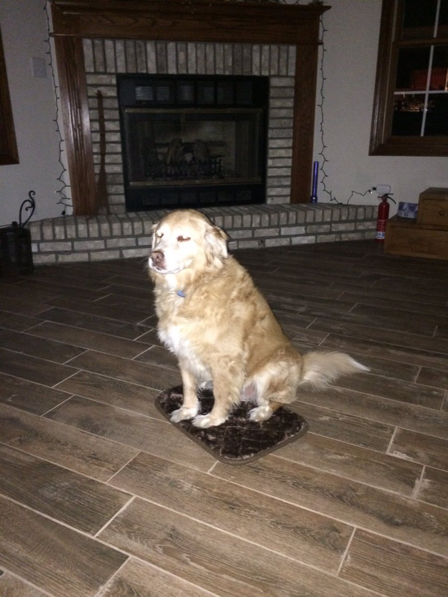 PHOTO: Paeton Mathes' 10-year-old golden retriever mix named Kenny was gifted a too small doggie bed, but he was still grateful.