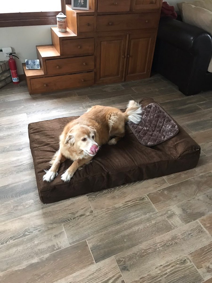 PHOTO: Paeton Mathes' 10-year-old golden retriever mix named Kenny was gifted a too small doggie bed, but he was still grateful.