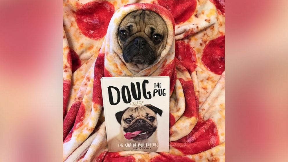 PHOTO: Doug the Pug is an Instagram star. He appeared on "GMA" on Halloween to show off his costumes and promote his new book, "Doug the Pug: King of Pop Culture."