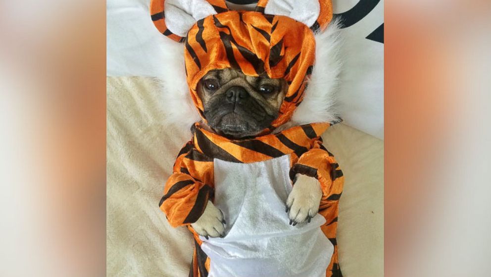 black pugs in halloween costumes